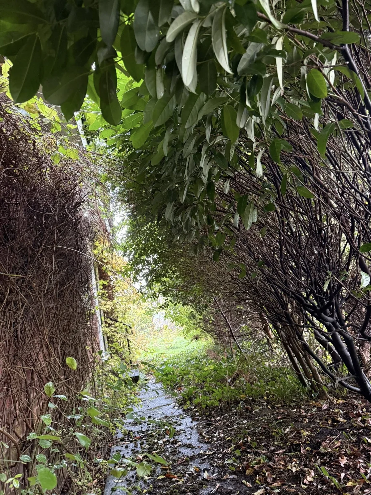 Overgrown garden pathway before clearance
