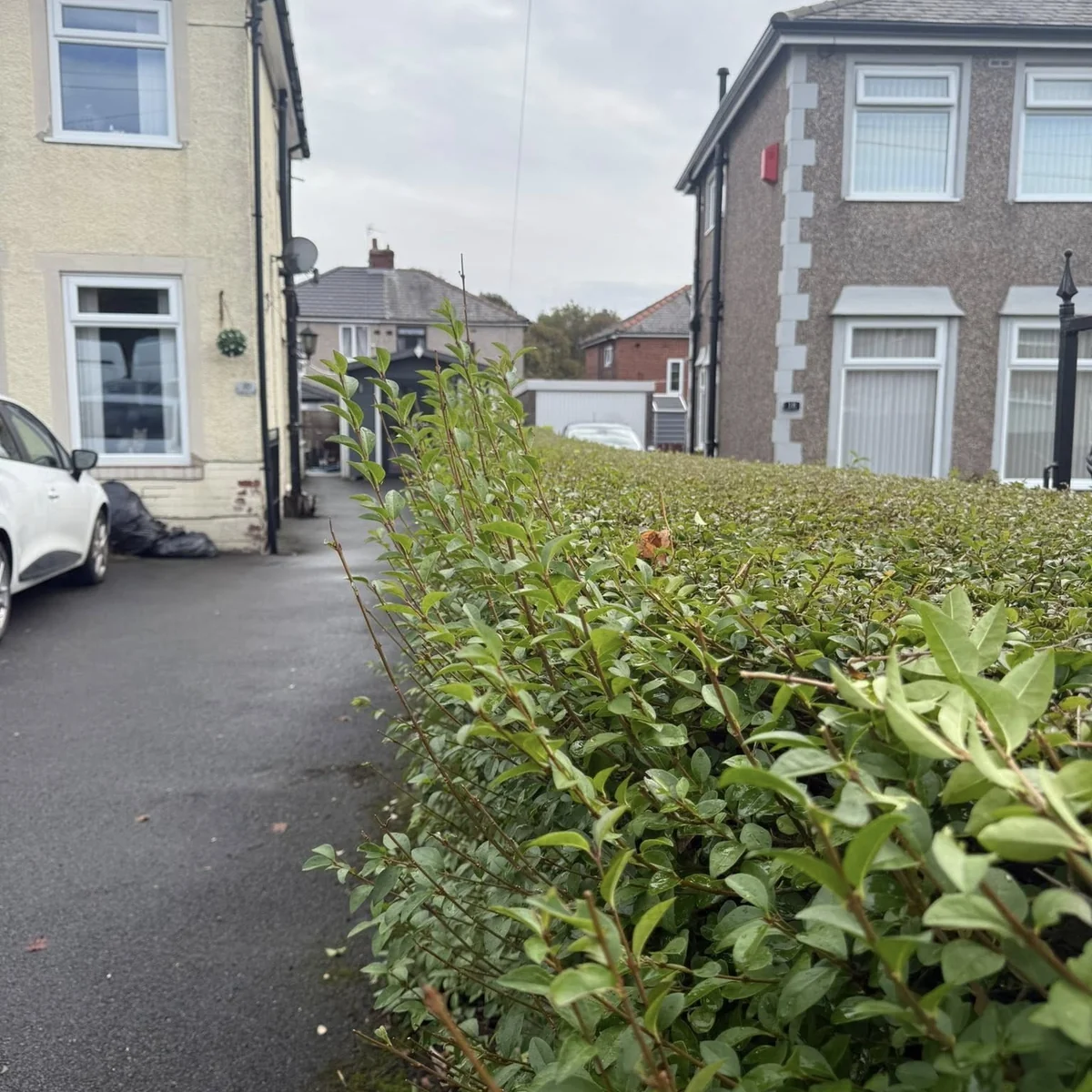 Front hedge before trim
