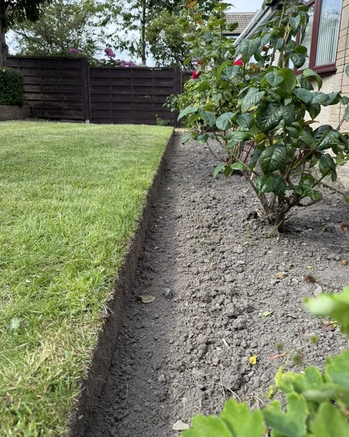 Fresh border edging with roses
