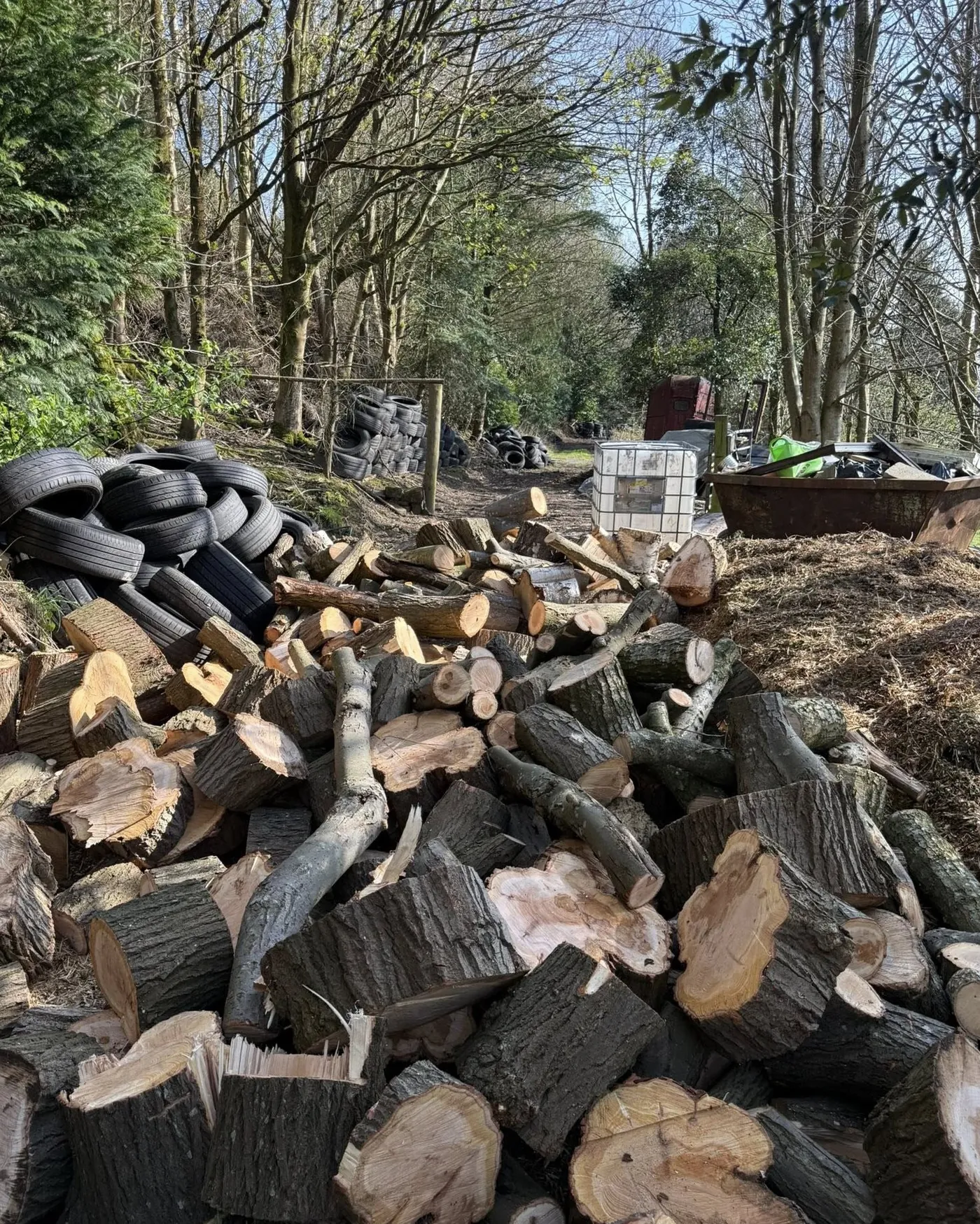 Firewood stacks after felling