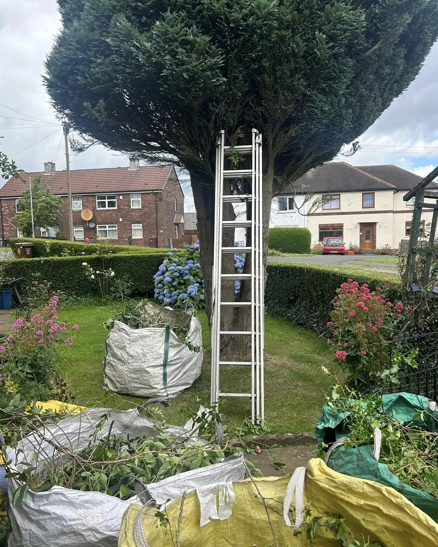 Tree surgery ladder access